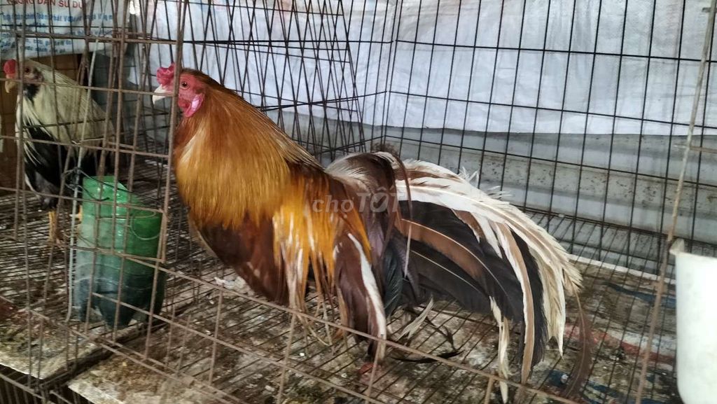 Gà trống khét đuôi dài đực. Mua bán Gà tại Quận Thanh Xuân Hà Nội được đăng bởi an hình 1