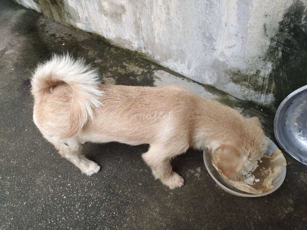Chó Poodle Cái Vàng nhạt 4kg 5 tháng. Mua bán Chó tại Thị xã Duy Tiên Hà Nam được đăng bởi Mr kỳ hình 1