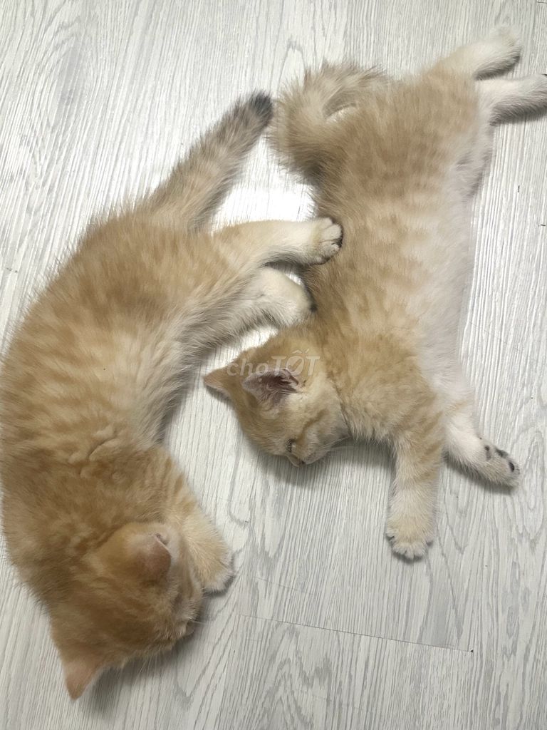Mèo Golden thuần chủng 2 tháng tuổi. Mua bán Mèo tại Quận Gò Vấp Tp Hồ Chí Minh được đăng bởi Như Nguyễn hình 1