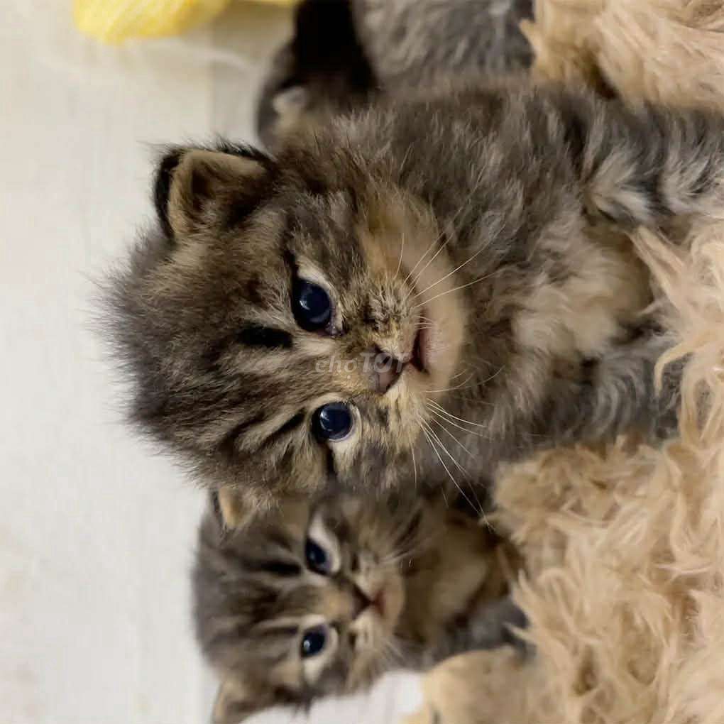 Mèo Nga Siberian Con. Mua bán Mèo tại Quận Tây Hồ Hà Nội được đăng bởi Nguyễn xuân điệp hình 1