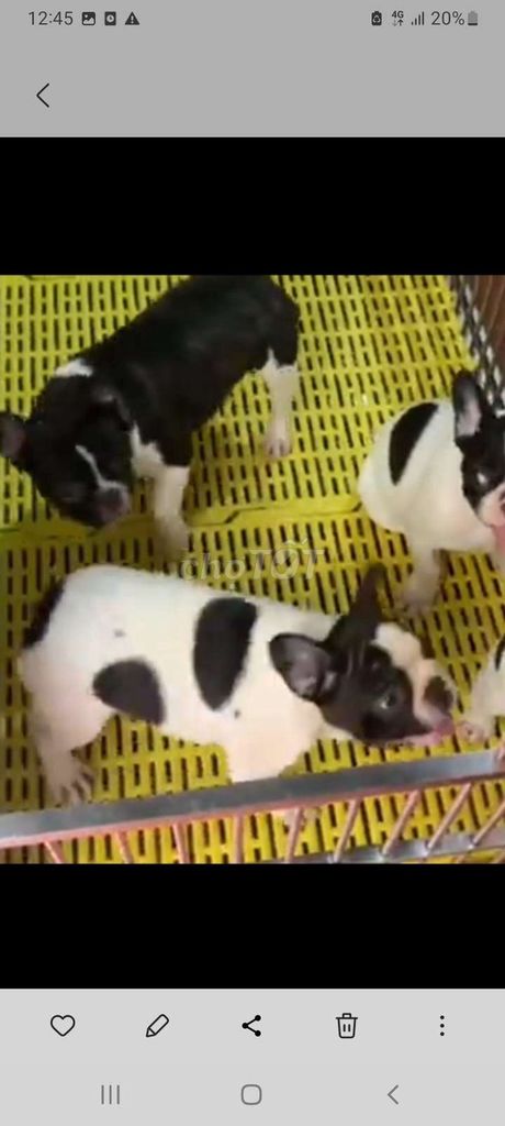 Chó Bull Pháp đen trắng 75 ngày tuổi. Mua bán Chó tại Thành phố Thủ Dầu Một Bình Dương được đăng bởi Gia An hình 1