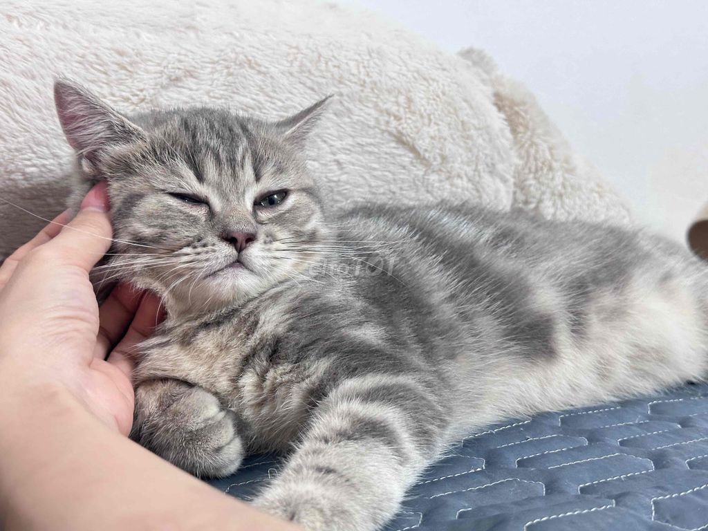 Do chuyển trọ nên muốn để lại bé cho ai có nhu cầu