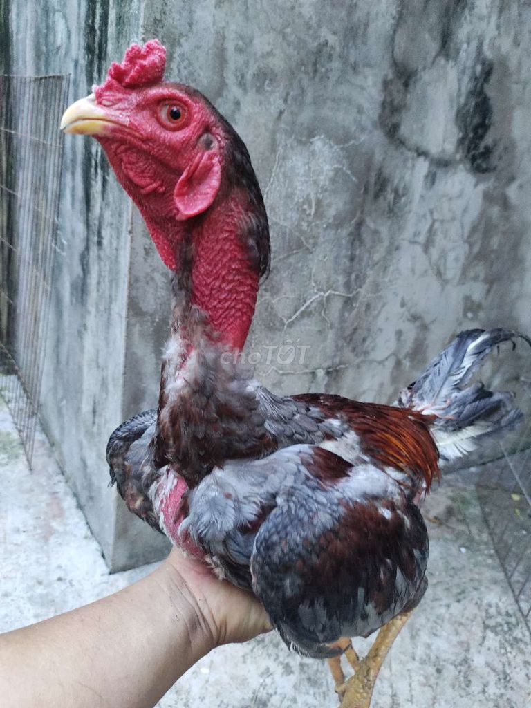 Gà chọi Xám Hồng 3.1kg 12. Mua bán Gà tại Quận 1 Tp Hồ Chí Minh được đăng bởi Ngọc Thạch hình 1