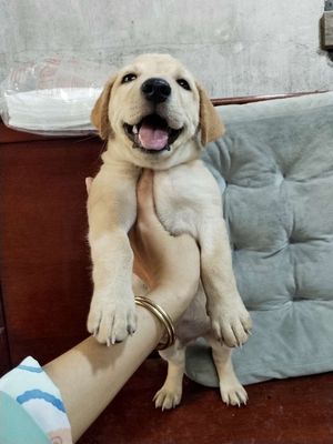 Bé Golden trai thân thiện yêu trẻ con