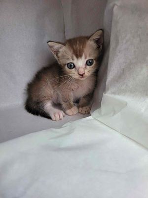 Munchkin tìm nhà mới. Mua bán Mèo tại Quận 7 Tp Hồ Chí Minh được đăng bởi Heidi Nguyen