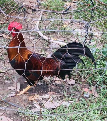 top 5 em trống tơ đủ lông 2.7kg 3kg ngoài. Mua bán Gà tại Huyện Mang Thít Vĩnh Long được đăng bởi Hưng Quoc