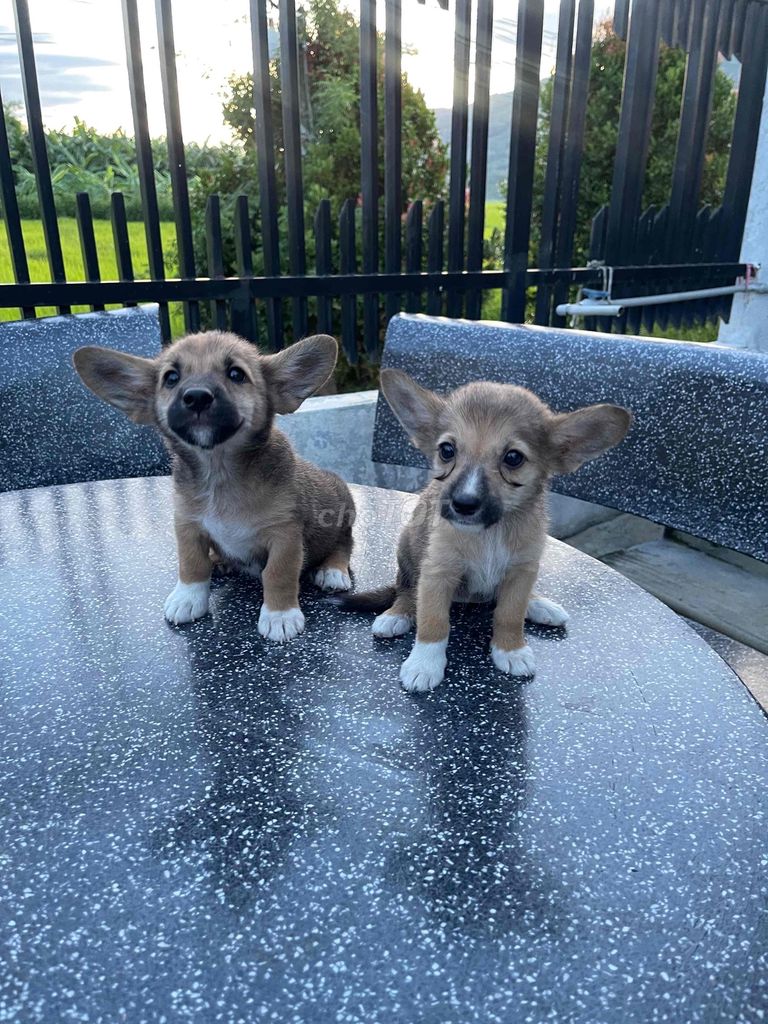 Chó Corgi lai nhiều màu. Mua bán Chó tại Huyện Đại Lộc Quảng Nam được đăng bởi Bích Nụ hình 1