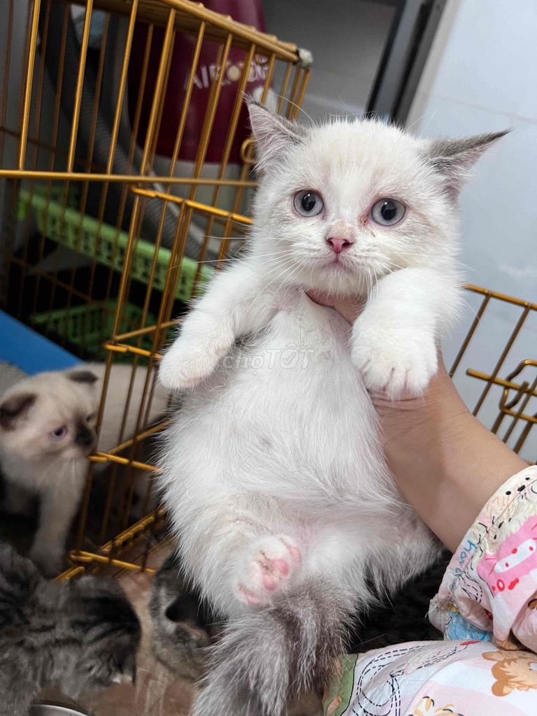 Mèo anh lông ngắn tai cụp chân ngắn. Mua bán Mèo tại Thị xã Bến Cát Bình Dương được đăng bởi Nguyễn Hải Yến hình 1