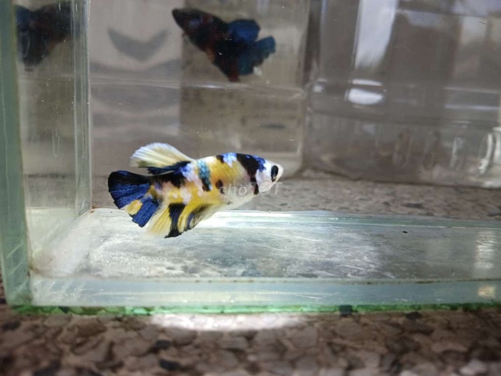 Cá betta 1. Mua bán Thú cưng khác tại Huyện Trà Ôn Vĩnh Long được đăng bởi Hồng Thúy hình 2