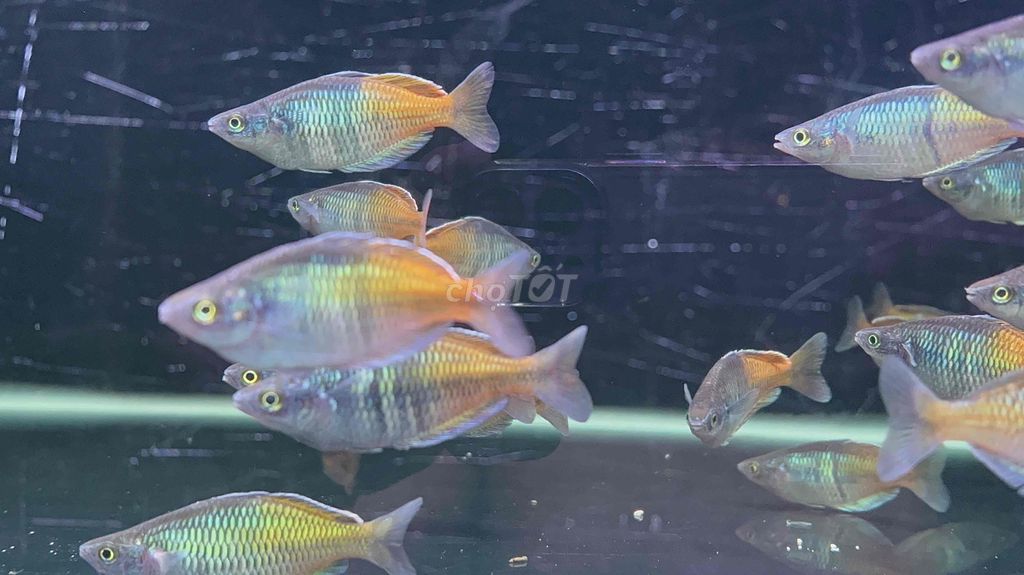Cá Cầu Vòng Thạch Mỹ Nhân. Mua bán Phụ kiện, Thức ăn, Dịch vụ tại Quận 12 Tp Hồ Chí Minh được đăng bởi Huỳnh Trọng Nghĩa hình 3