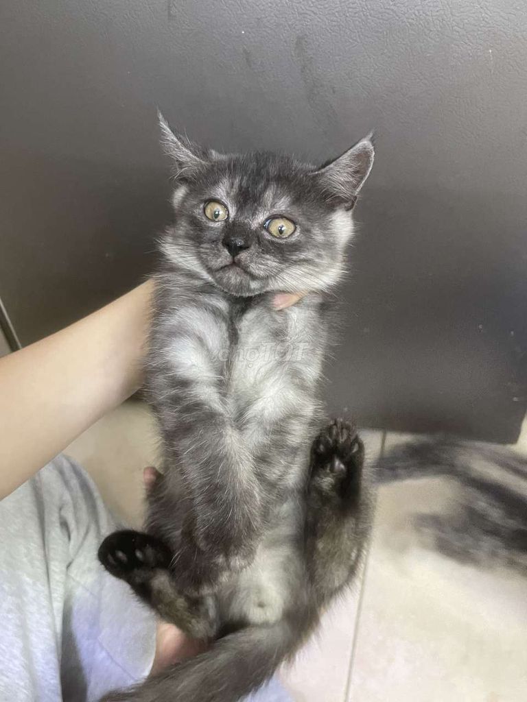 ai mua liên hệ. Mua bán Mèo tại Quận Cẩm Lệ Đà Nẵng được đăng bởi Nhã Trân hình 1