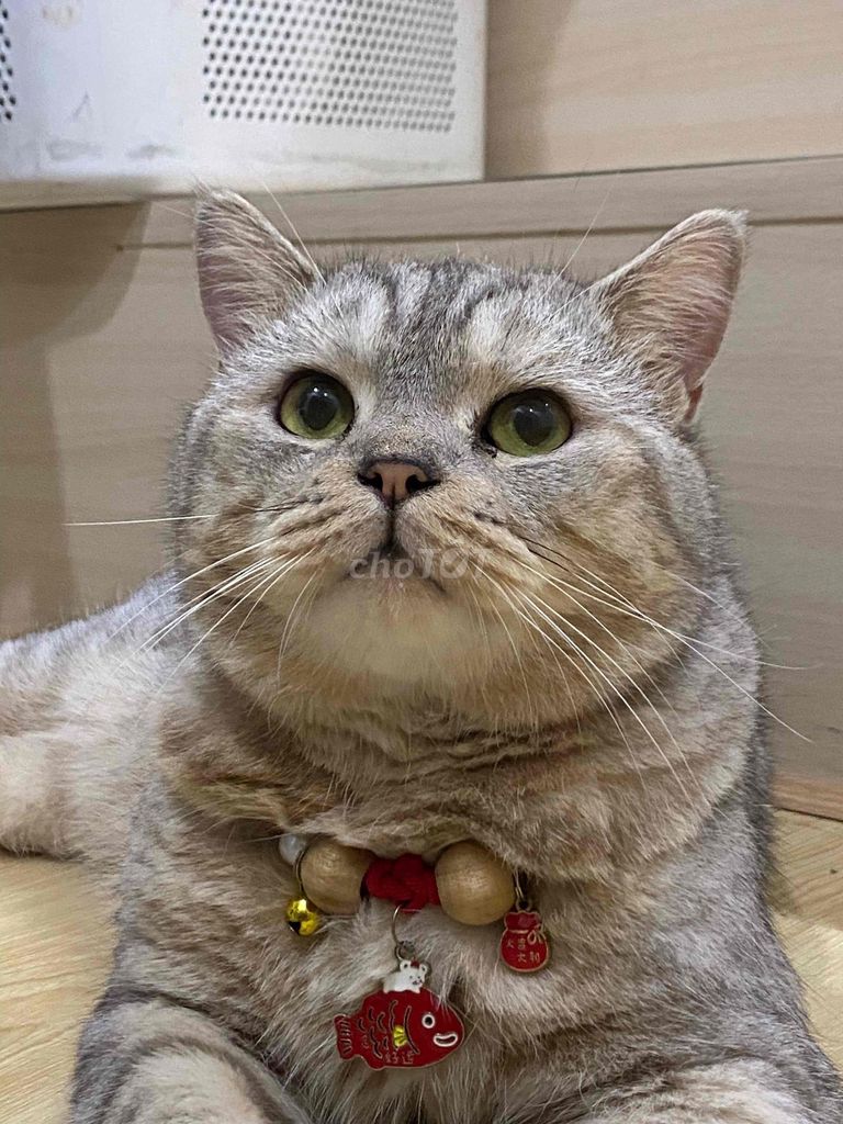 Mèo Aln tabby classic đực 4 tuổi. Mua bán Mèo tại Quận Gò Vấp Tp Hồ Chí Minh được đăng bởi Bella hình 1