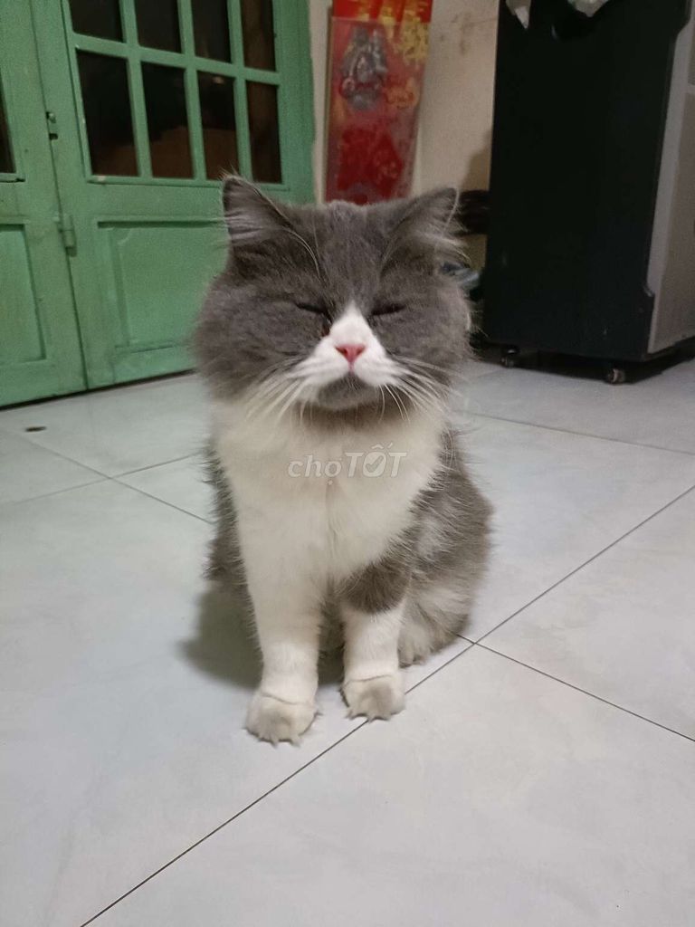 Mèo Anh cái Xám trắng. Mua bán Mèo tại Quận Bình Tân Tp Hồ Chí Minh được đăng bởi thanh tai hình 1