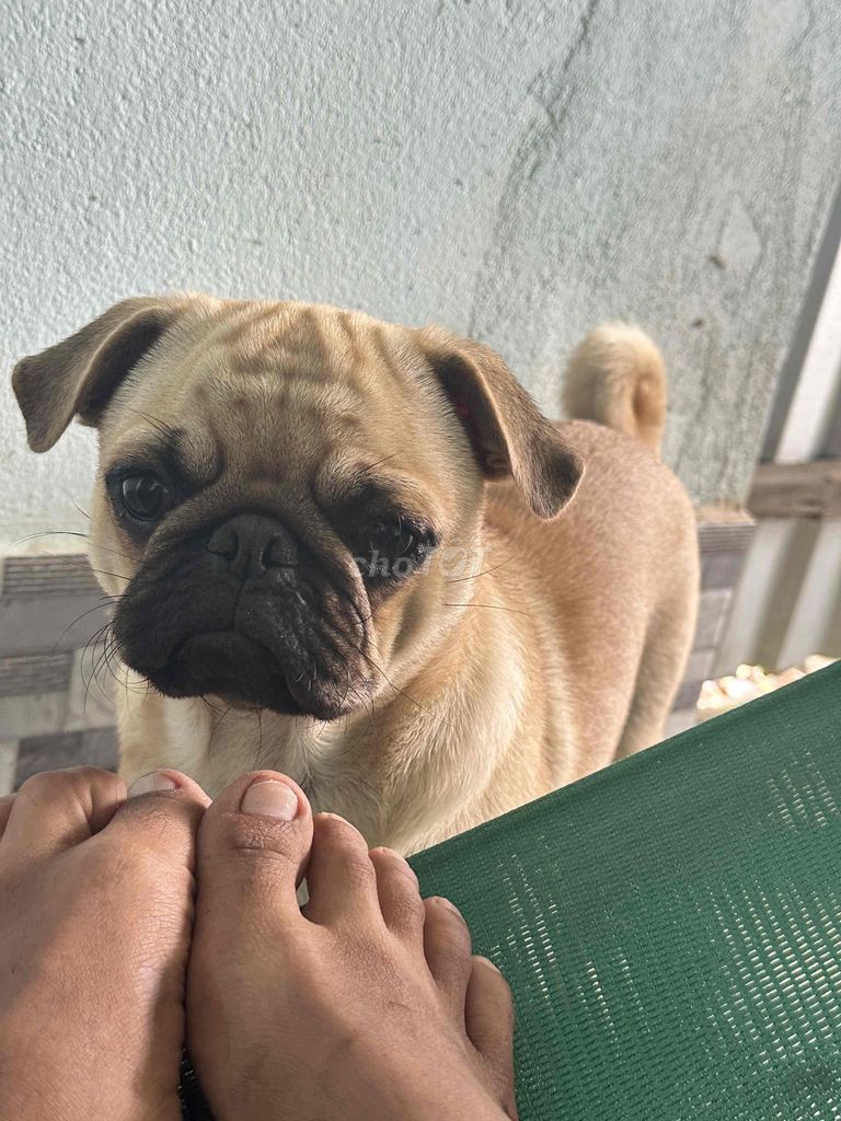 Chó Pug Nâu vàng 6 tháng tuổi. Mua bán Chó tại Huyện Tiểu Cần Trà Vinh được đăng bởi ny hình 1