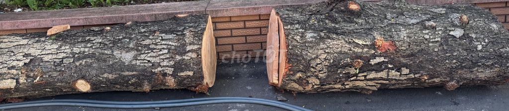 Gỗ tự nhiên 1.5m x 1.33m đường kính 40cm. Mua bán Cây cảnh, đồ trang trí tại Quận 5 Tp Hồ Chí Minh được đăng bởi Lê phương Thảo hình 1