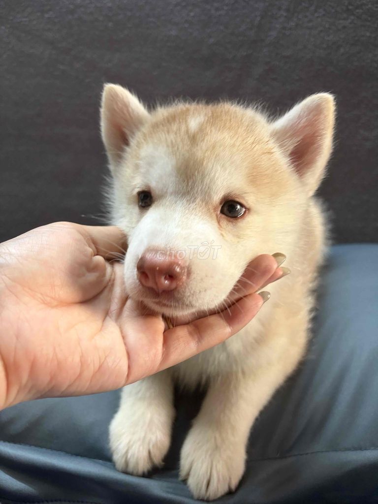 HUSKY ĐỰC 6 TUẦN TUỔI. Mua bán Chó tại Quận 11 Tp Hồ Chí Minh được đăng bởi Kim Xuân hình 1