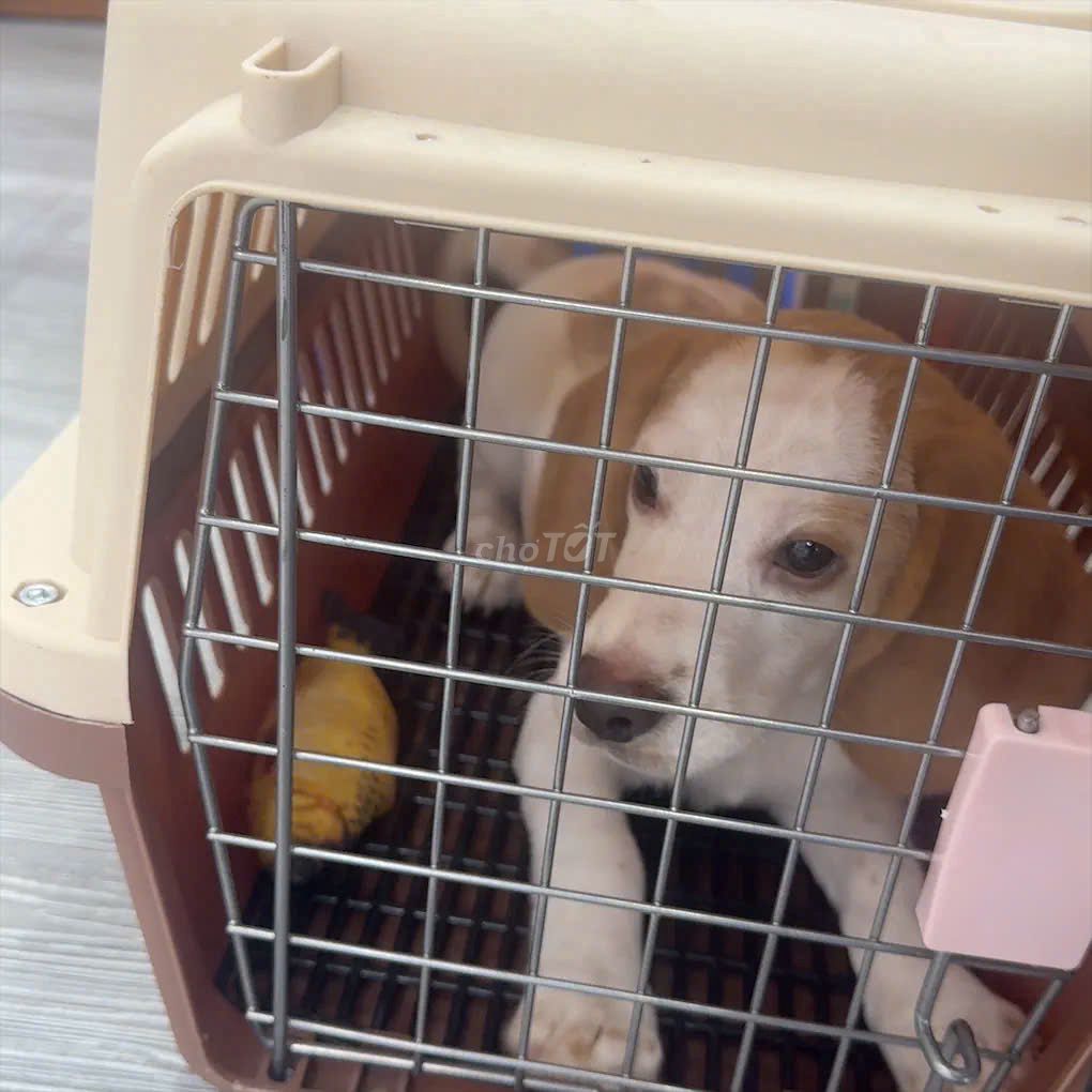 Chó Beagle đực đã tiêm phòng. Mua bán Chó tại Quận Đống Đa Hà Nội được đăng bởi Lan Anh hình 1