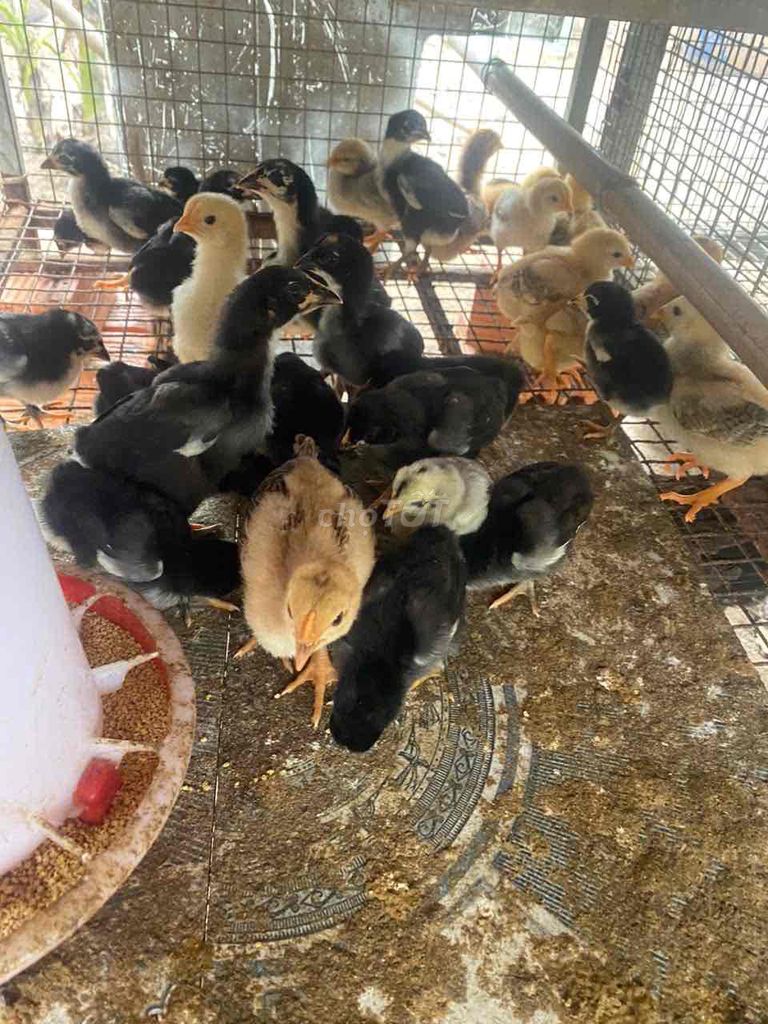 Gà con giống nhỏ 20 con màu Đen, vàng. Mua bán Gà tại Thành phố Thuận An Bình Dương được đăng bởi lanh hình 1