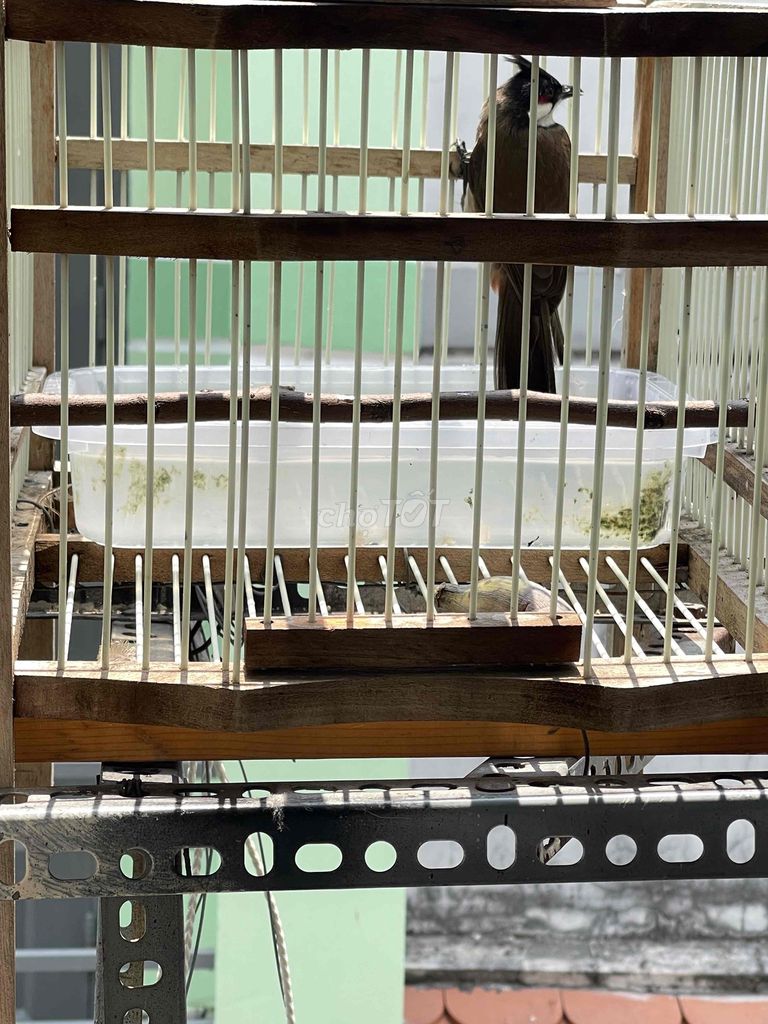 Chim chào mào. Mua bán Chim tại Quận 12 Tp Hồ Chí Minh được đăng bởi thien tai hình 1