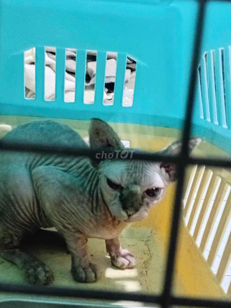 Mèo Sphynx cái 4 tháng đã tiêm ngừa. Mua bán Mèo tại Quận 8 Tp Hồ Chí Minh được đăng bởi Bảo Jery hình 1