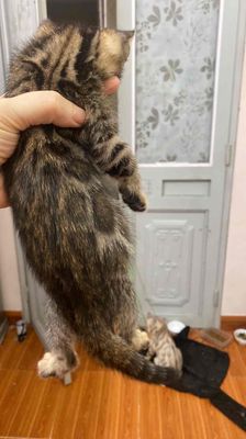 Mèo Bengal 2 tháng tuổi đực cái