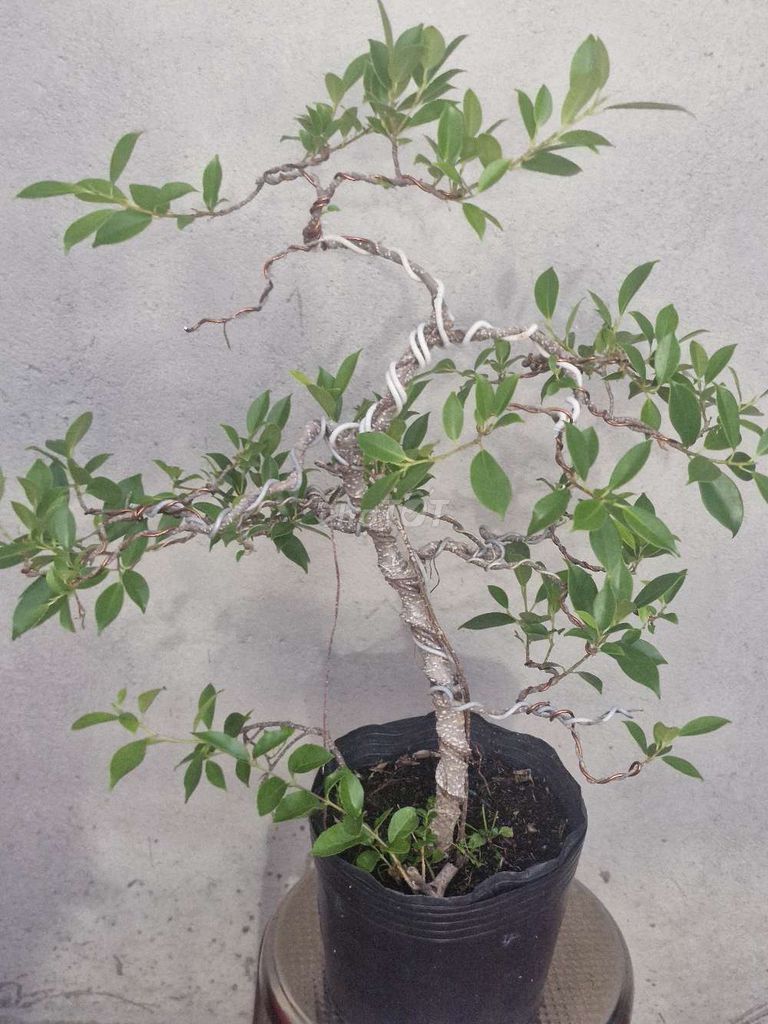 si . Mua bán Cây cảnh, đồ trang trí tại Quận Gò Vấp Tp Hồ Chí Minh được đăng bởi thanh tran  hình 1
