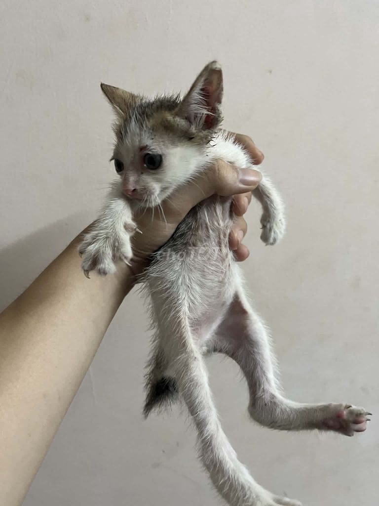 Mèo con Cái Trắng xám Khỏe mạnh. Mua bán Mèo tại Quận Bình Thạnh Tp Hồ Chí Minh được đăng bởi Trần Lê Đại Nghĩa hình 1