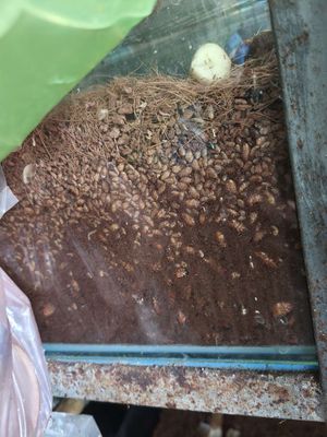 Gián dubia. Mua bán Phụ kiện, Thức ăn, Dịch vụ tại Quận Bình Tân Tp Hồ Chí Minh được đăng bởi Nguyen Quyen