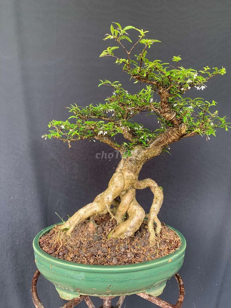 Thanh lý gấp mai chiếu thủy già đanh. Mua bán Cây cảnh, đồ trang trí tại Huyện Ý Yên Nam Định được đăng bởi Đinh Cúc hình 1
