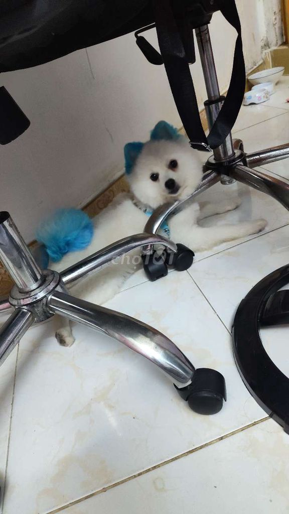 Cần bán lại em nay. Mua bán Chó tại Quận 1 Tp Hồ Chí Minh được đăng bởi Nam Trần hình 1