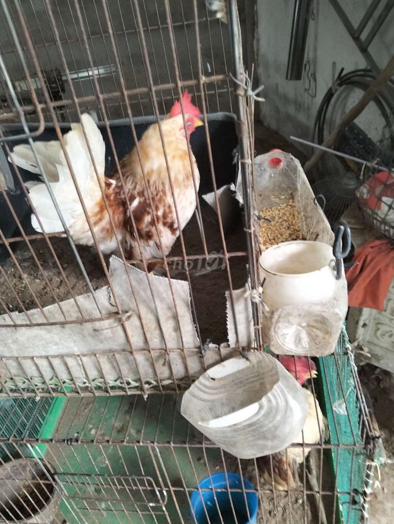 Gà tre Thái lai Đực. Mua bán Gà tại Thị xã Bình Minh Vĩnh Long được đăng bởi hoang Nam hình 1