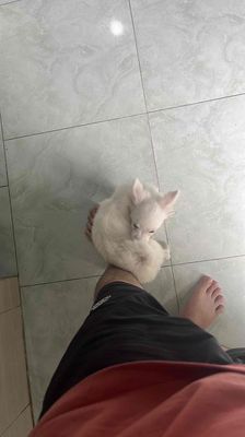 Chó Cảnh. Mua bán Chó tại Thị xã Tân Uyên Bình Dương được đăng bởi Nguyễn Văn Giang