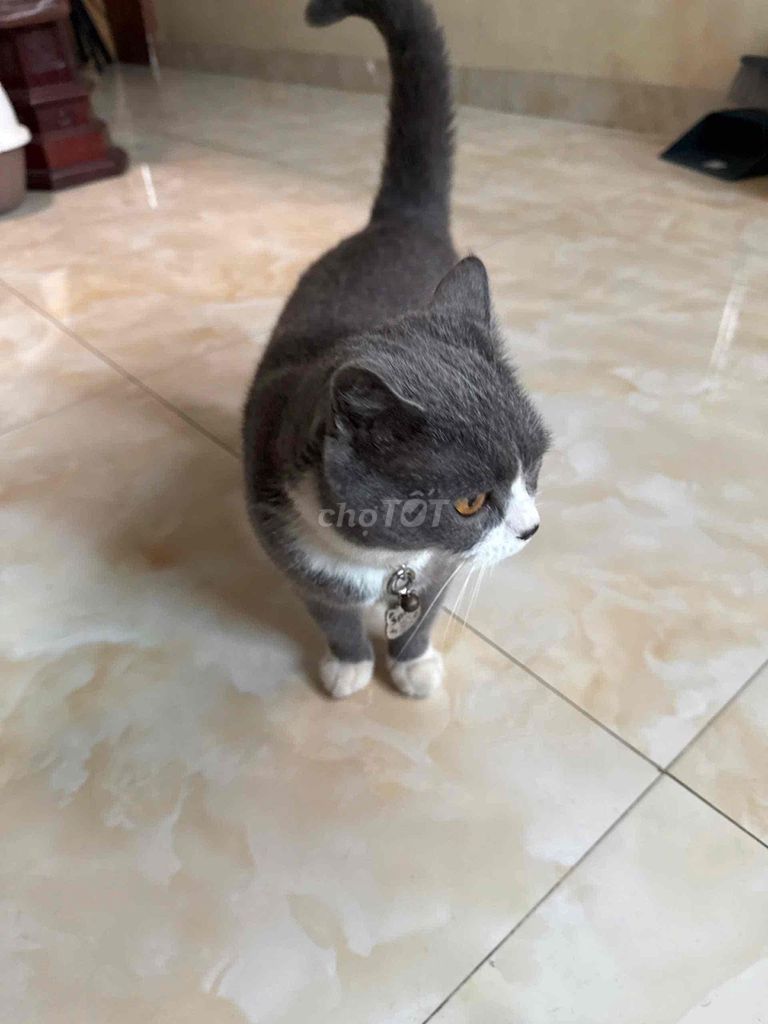 Mèo Anh lông ngắn xám trắng 2 tuổi đã tiêm. Mua bán Mèo tại Huyện Chương Mỹ Hà Nội được đăng bởi Game Mobile Official hình 1