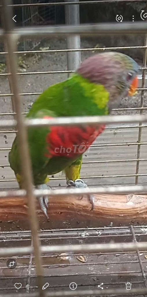 Vẹt Lory Rainbow Đa sắc Hơi nhát. Mua bán Chim tại Huyện Hóc Môn Tp Hồ Chí Minh được đăng bởi Như Lê hình 1