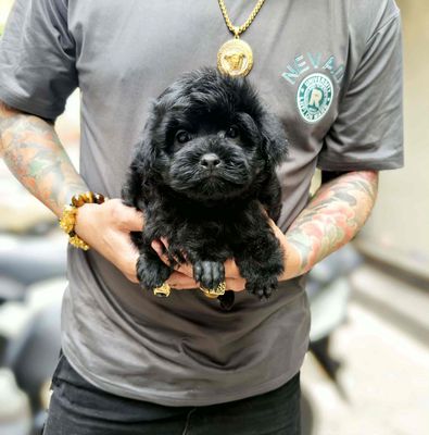 Chó Poodle Đen Đực đã tiêm phòng