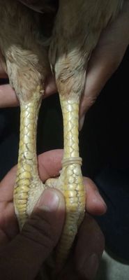 Gà nòi mỹ Pakistan. Mua bán Gà tại Huyện Bình Chánh Tp Hồ Chí Minh được đăng bởi Quốc tới 