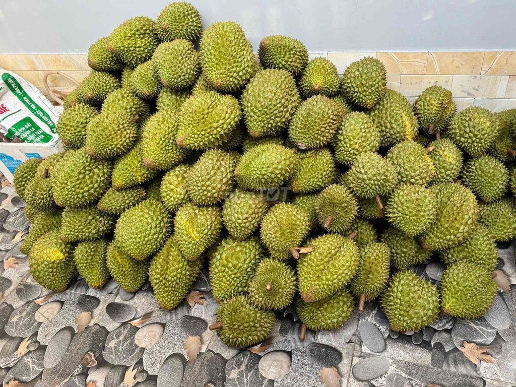 Sầu riêng Ri6. Mua bán Đồ ăn, thực phẩm và các loại khác tại Quận Bình Thuỷ Cần Thơ được đăng bởi Minh Trang hình 1