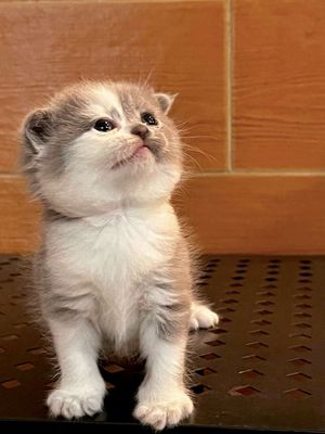 Mèo ALN tai cụp siêu yêu tại HCM. Mua bán Mèo tại Quận 8 Tp Hồ Chí Minh được đăng bởi Ngân Trần