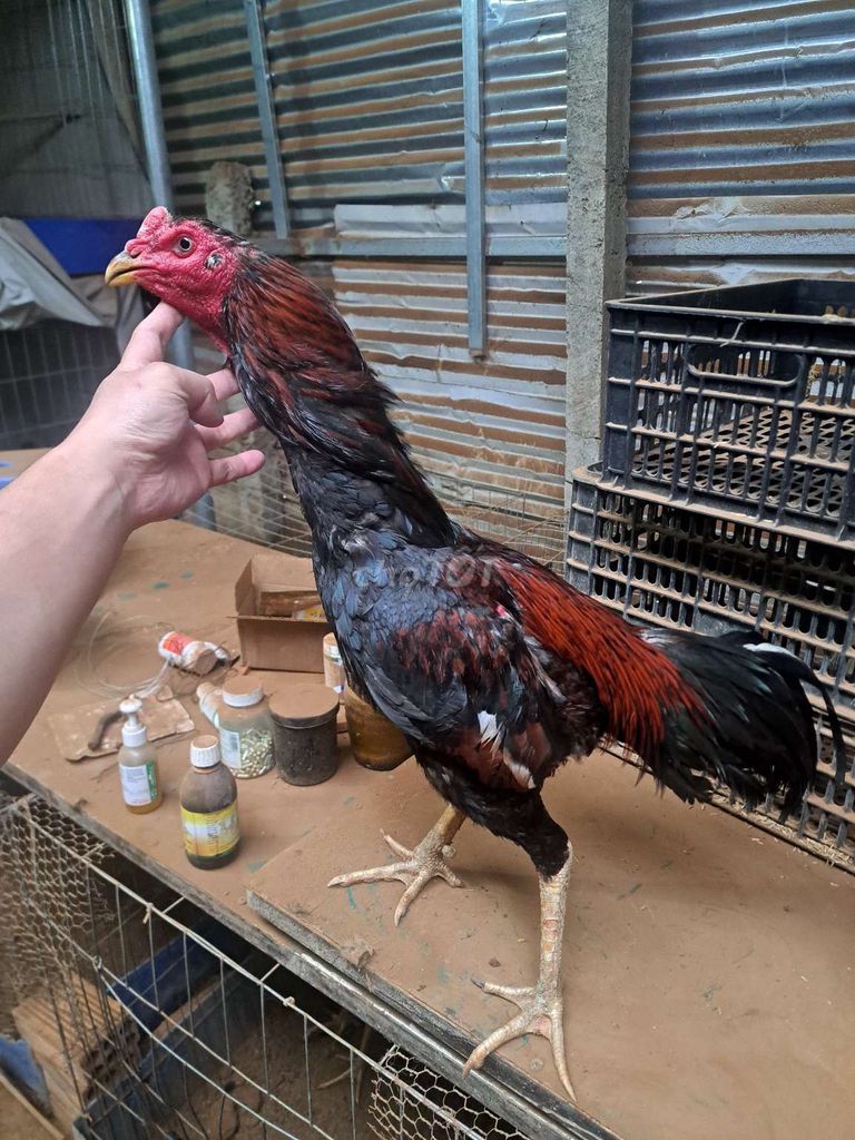 Gà chọi Gà Đòn Gà đúc mái chuyển vai lưng. Mua bán Gà tại Huyện Di Linh Lâm Đồng được đăng bởi Thành hình 1