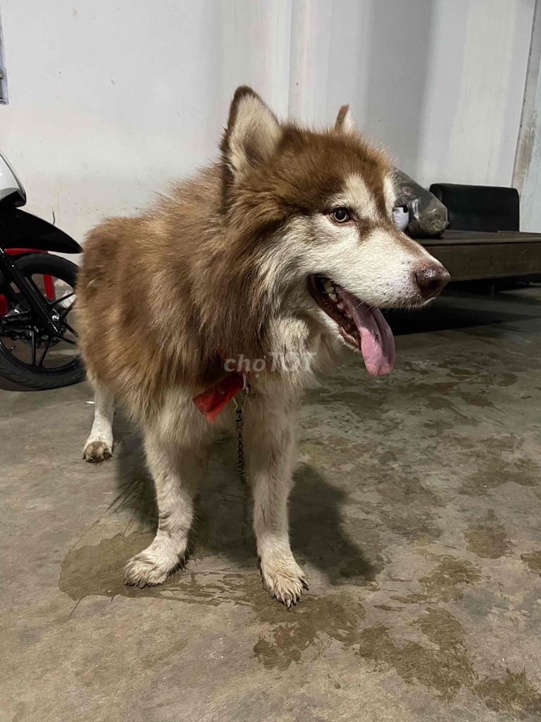 Chó Alaskan Malamute Nâu trắng. Mua bán Chó tại Huyện Tân Biên Tây Ninh được đăng bởi Canh Nguyen hình 1