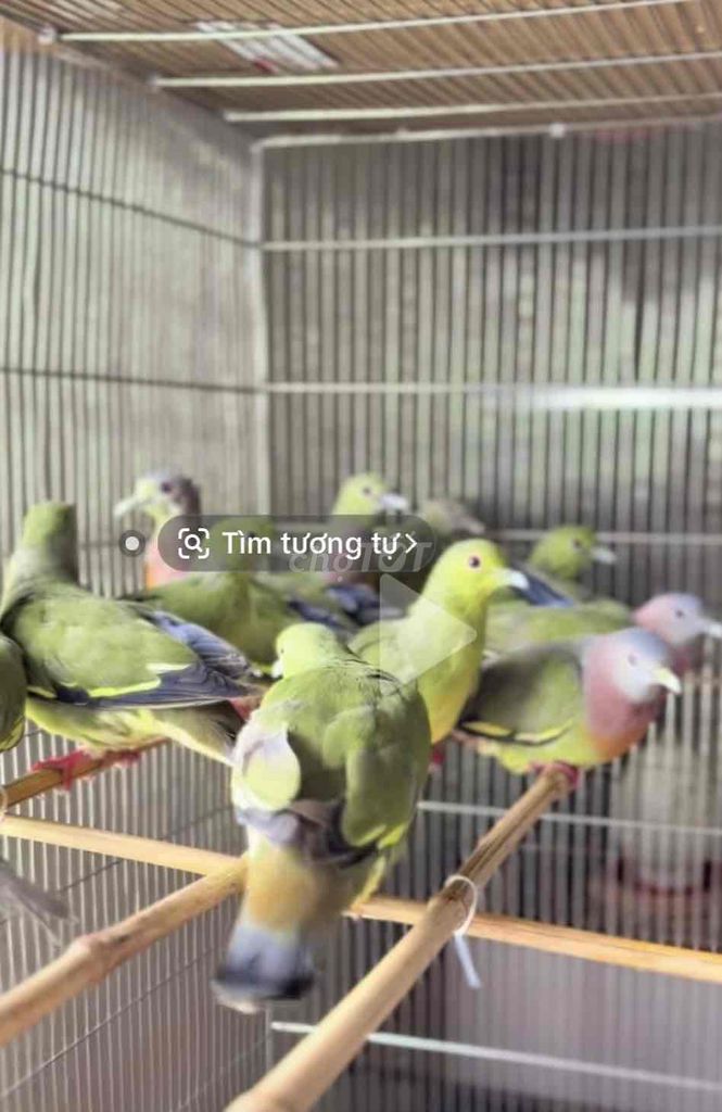 Tìm chim cu. Mua bán Chim tại Huyện Mỏ Cày Bắc Bến Tre được đăng bởi Phan phụng hình 1
