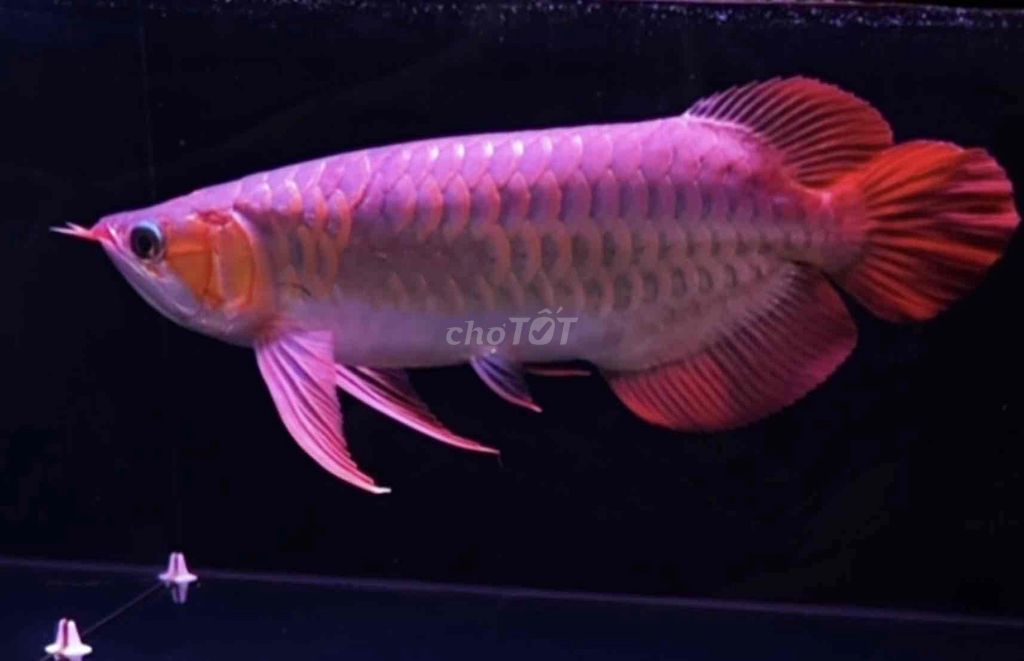 Cá Rồng Huyết Long càng dài size 40cm. Mua bán Thú cưng khác tại Quận Tân Bình Tp Hồ Chí Minh được đăng bởi Duy Fish hình 1