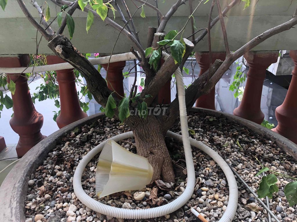 Cây cảnh Hoa giấy Đa màu. Mua bán Cây cảnh, đồ trang trí tại Huyện Thường Tín Hà Nội được đăng bởi s2 nguyên hình 1