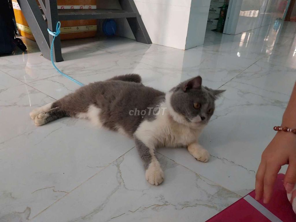 Hai bé Mèo Bicolor thuần chủng. Mua bán Mèo tại Huyện Thống Nhất Đồng Nai được đăng bởi Hai hình 1