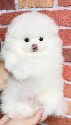 Chó Phốc Sóc nhỏ