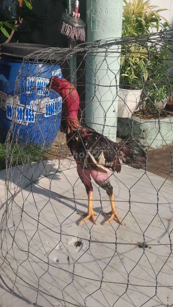 Gà chọi Đen Đỏ Đực. Mua bán Gà tại Thành phố Dĩ An Bình Dương được đăng bởi Thanh Hậu hình 1