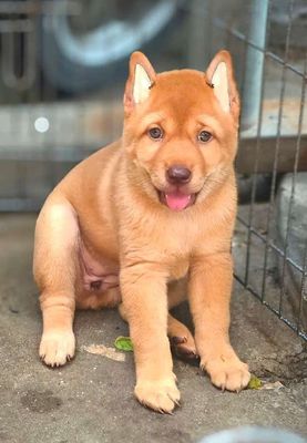 Chó mông cộc cái vàng tươi siêu xinh. Mua bán Chó tại Quận Gò Vấp Tp Hồ Chí Minh được đăng bởi Lan Phương