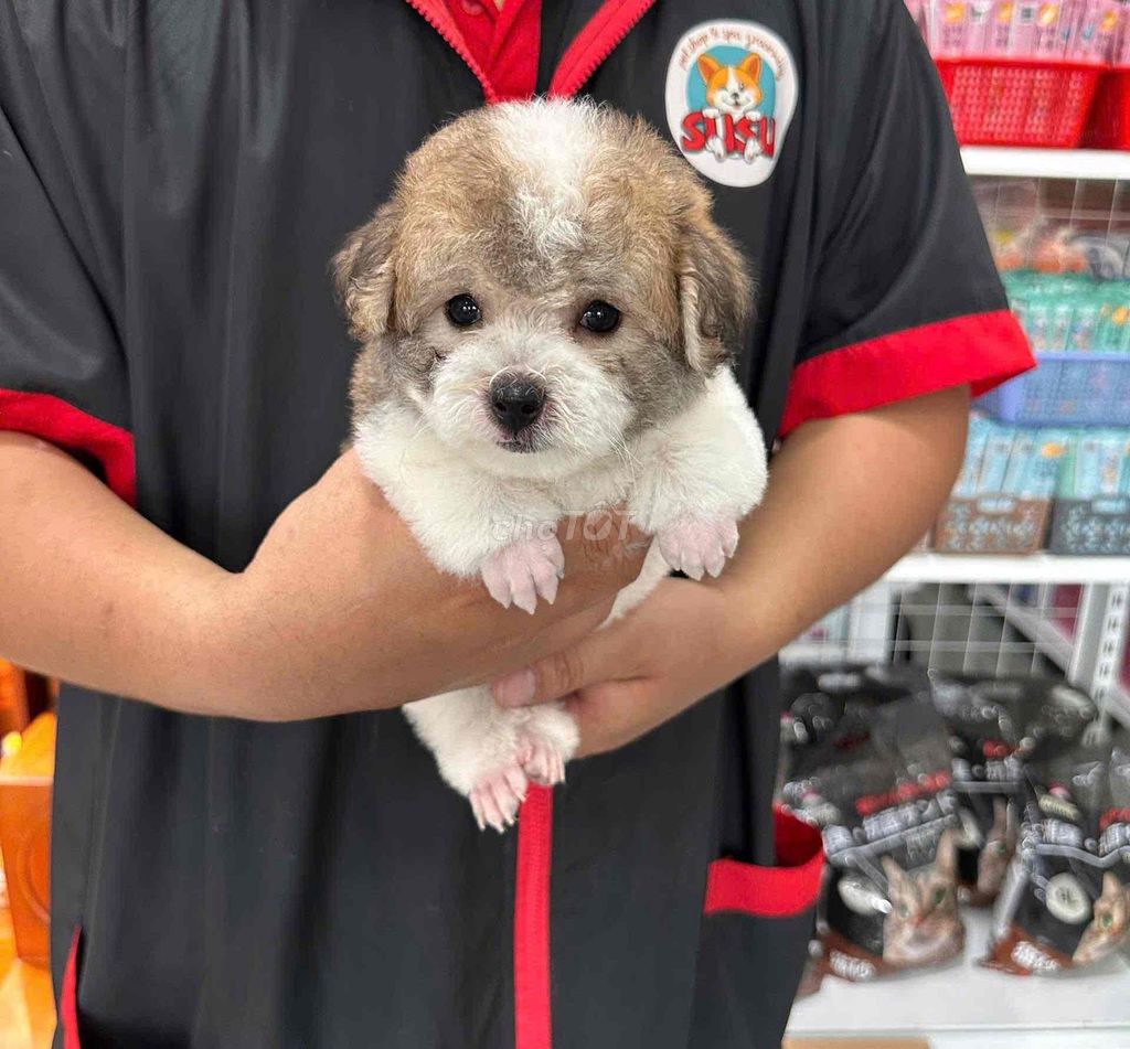 pooodle. Mua bán Chó tại Huyện Kiên Lương Kiên Giang được đăng bởi Huỳnh Sang hình 1