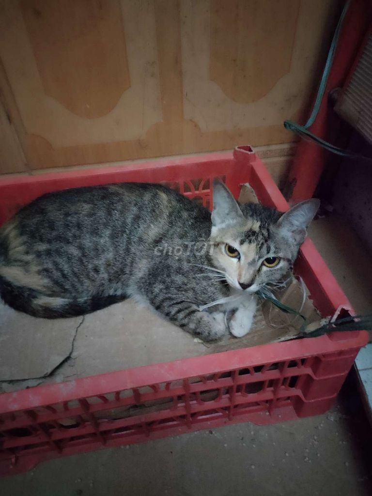 Mèo Tam thể. Mua bán Mèo tại Quận Ba Đình Hà Nội được đăng bởi chung bui hình 1