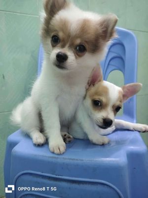 Chó Chihuahua nhỏ Trắng nâu Lanh lợi